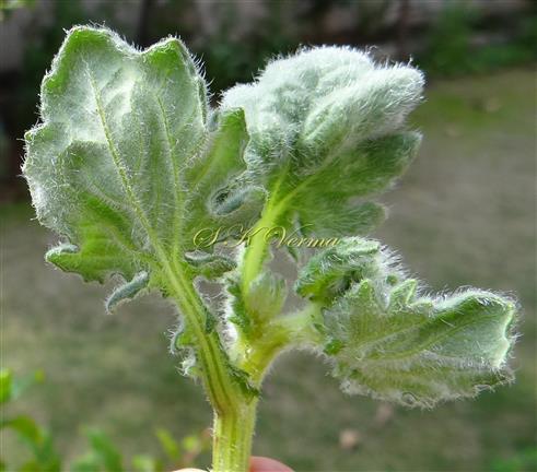  Leaves (Abaxial view)